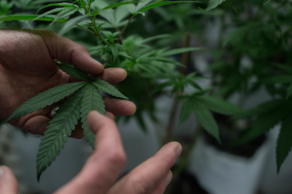 Hands inspecting a cannabis leaf in a grow room